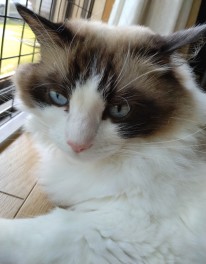 店長家の猫　★続編★